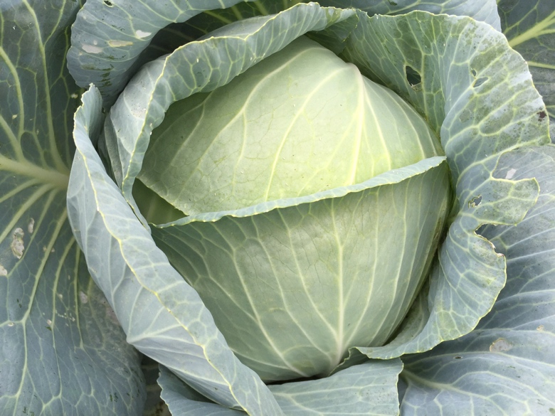 一个完整的圆形包菜,外层深绿色叶片包裹着内部浅绿至乳白色的紧密叶球,表面光滑无损,放置在木质砧板上,背景为自然厨房环境 圆包菜整体外观特写