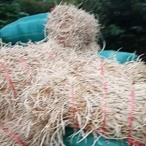 鱼腥草