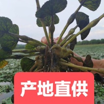 菱角种菱角苗大别山区湖北黄冈蕲春