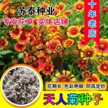 天人菊种子虎皮菊老虎皮菊种子四季易种庭院阳台种子
