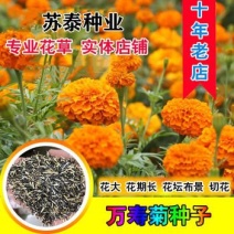 万寿菊种子金菊花蜂窝菊种子四季易种庭院阳台种子景观花海