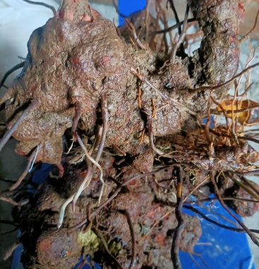 金刚藤只做大货野生金刚藤药用价值好现挖现发