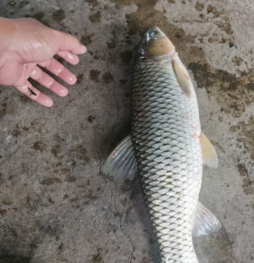 50元/斤 - 一亩田