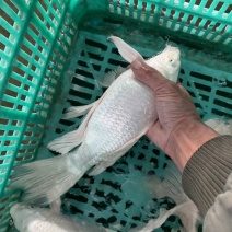 白金龙凤锦鲤