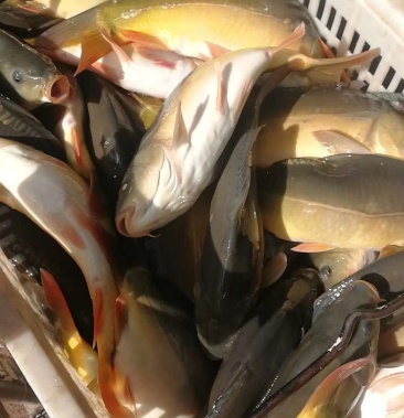 [鳞鲤批发]裸鲤 框鲤 框镜 无鳞鲤鱼价格6.00元/斤 - 一亩田