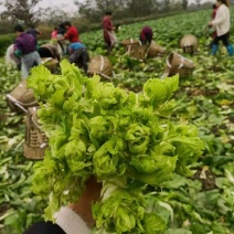 【推荐】儿菜大量上市基地直供专供批发需要的老板直接联系