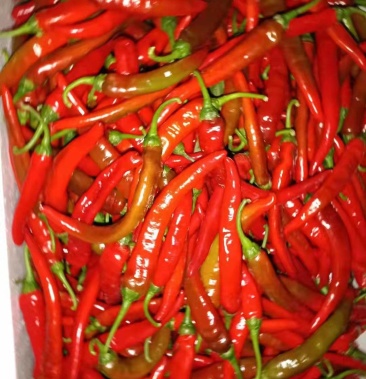 安徽精品红线红杭椒长红都大量上市