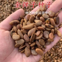新采金弹子种子鸡血红老鸦柿种子梨形葫芦果灯泡型盆景盆栽