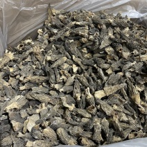 羊肚菌