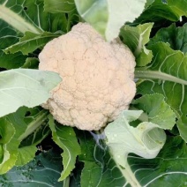 贵州安顺白花菜大量优先基地一手货源优先全国发货需要的联系