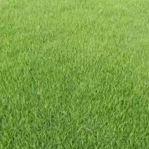 四季青草草坪价格，四季青草皮基地批发价格实方价格