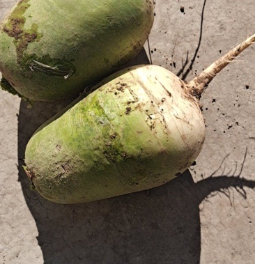 [萝卜批发]青头萝卜价格0.60元/斤 - 一亩田