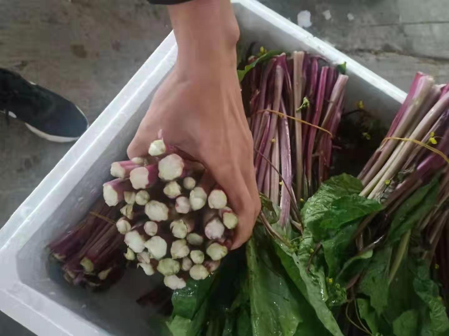 红菜苔手工旋剥操作实拍:展示标准手法——指甲切入角度约15°,剥取表皮宽度均匀约1.5mm,剥后茎段切面平整无撕裂,表皮呈连续紫红薄片状 红菜苔手工旋剥过程特写:左手稳握紫红茎秆,右手拇指指甲沿纵向棱线切入表皮,剥下细窄紫红表皮条,露出下层浅绿色脆嫩组织;背景为不锈钢操作台与冰水盆