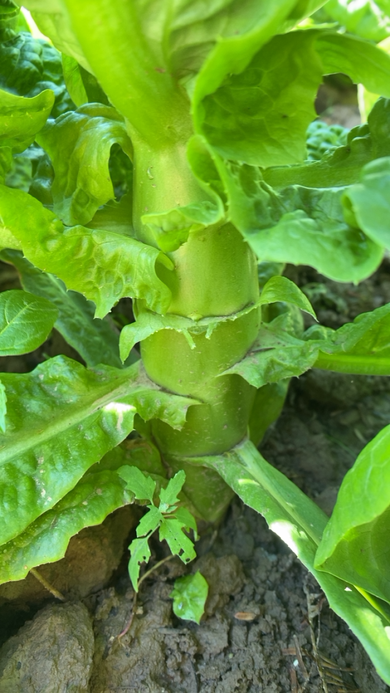 圆叶莴笋,香味浓郁,每天可供5000斤,可持续供货