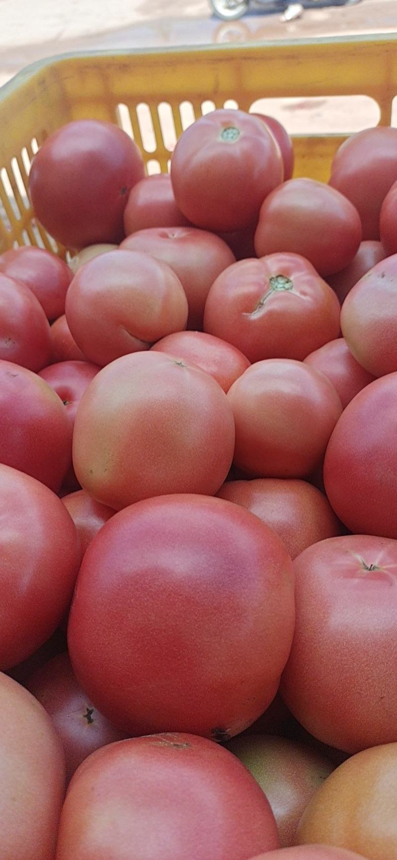 硬粉西红柿弧三以上全是露天的高海拔蔬菜