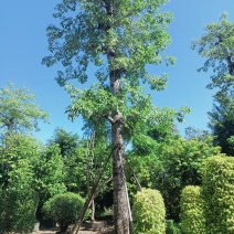 红木棉