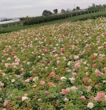 [木绣球批发]木绣球 圆锥绣球 大花水桠木)营养钵 杯苗 带盆的价格1.