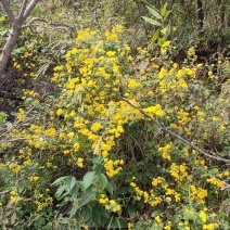 菊花《神农架菊花茶》