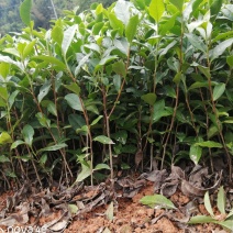 正宗福鼎大毫茶苗华茶1号