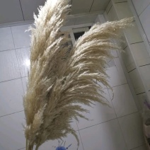米白大蒲苇干花大量现货花穗60-100cm