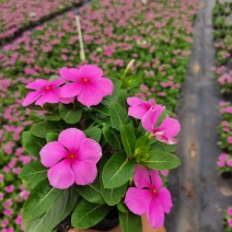 长春花大量时花草花基地现拍长年生夏季热门