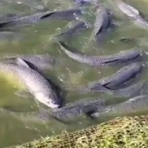 青鱼