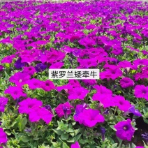 基地现拍大量时花草花泥炭土种植（矮牵牛）