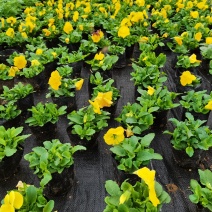 基地直销大量时花草花百亩泥炭土种植（三色堇）