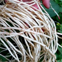 折耳根（鱼腥草）