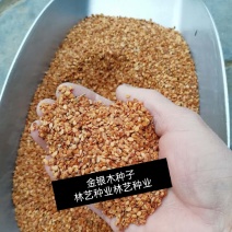 金银木种子花木绿化行道林木苗木植物树种籽林木种子