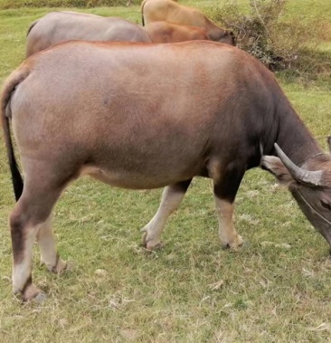 [水牛批发]水牛农村散养水牛整头出售价格21.00元/斤 - 一亩田