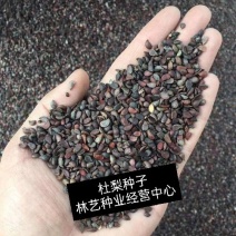 林木种子杜梨种子杜梨树种子棠梨籽海棠梨野梨子