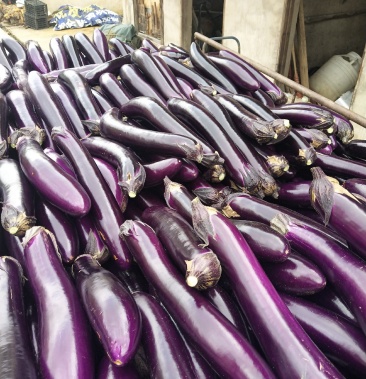 茄子长茄大量上市产地直供支持各种包装超市市场加工