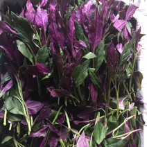 紫贝天葵，雪碧菜淄博野菜批发山东野菜批发紫背菜常年供货
