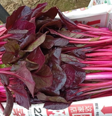 红波菜四季红红丕兰山东红波菜淄博红波菜常年供野菜