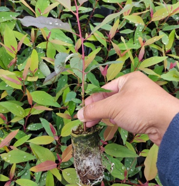 [桉树苗批发]基地直供29号桉树苗价格0.68元/棵 - 一亩田