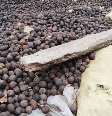 [油桐籽批发]油桐子价格2.50元/斤 - 一亩田