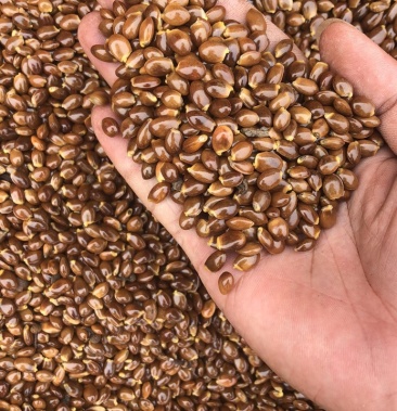 八角种子大量现货