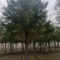 18公分皂角树