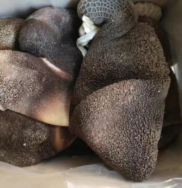 黑羊毛肚,干净无油,全熟