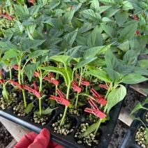 大果型螺丝椒苗陇椒苗价格皱皮螺王陇椒王辣椒苗成活率高