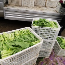 白菜苔