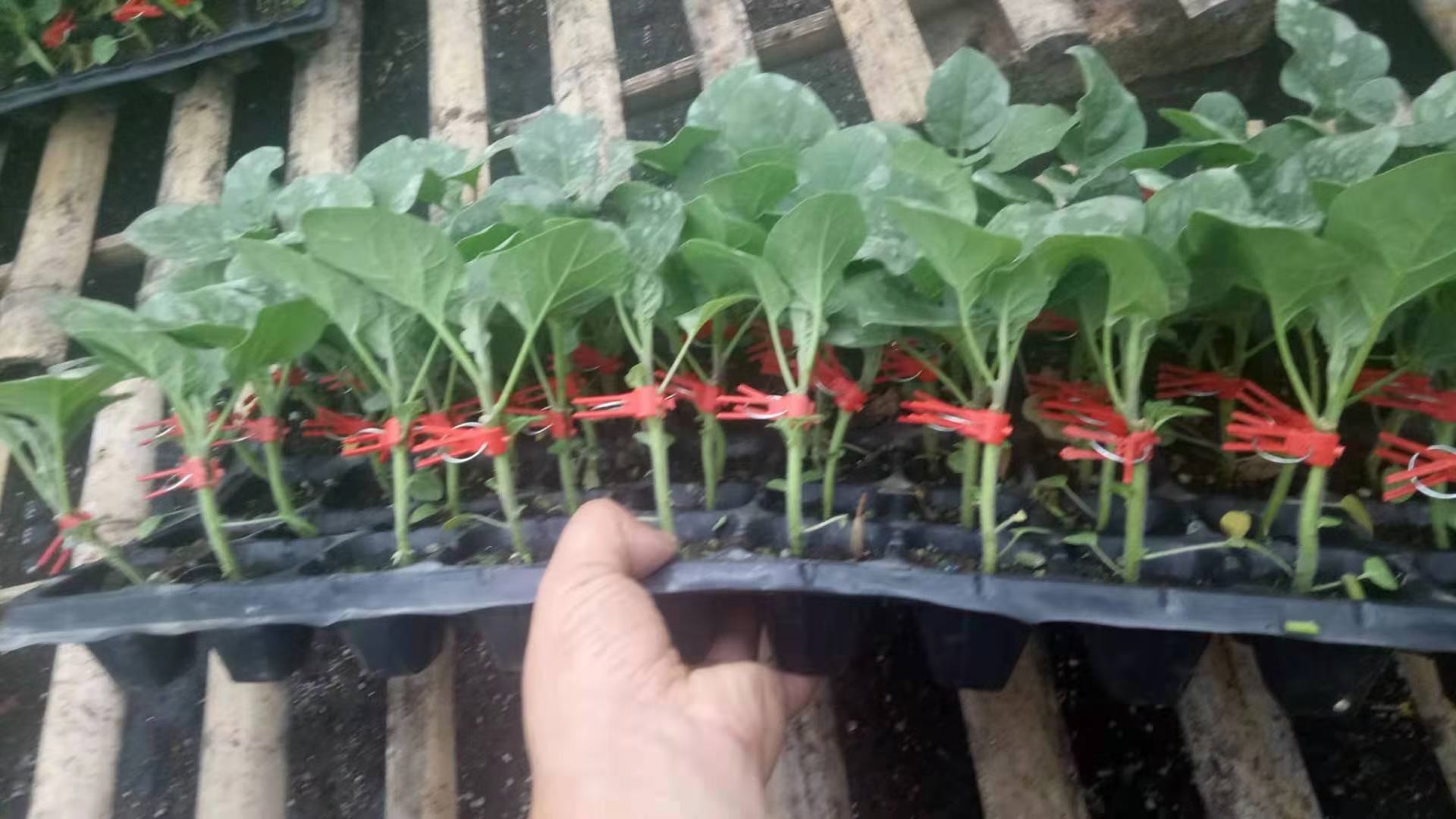 番茄侧枝扦插示意图