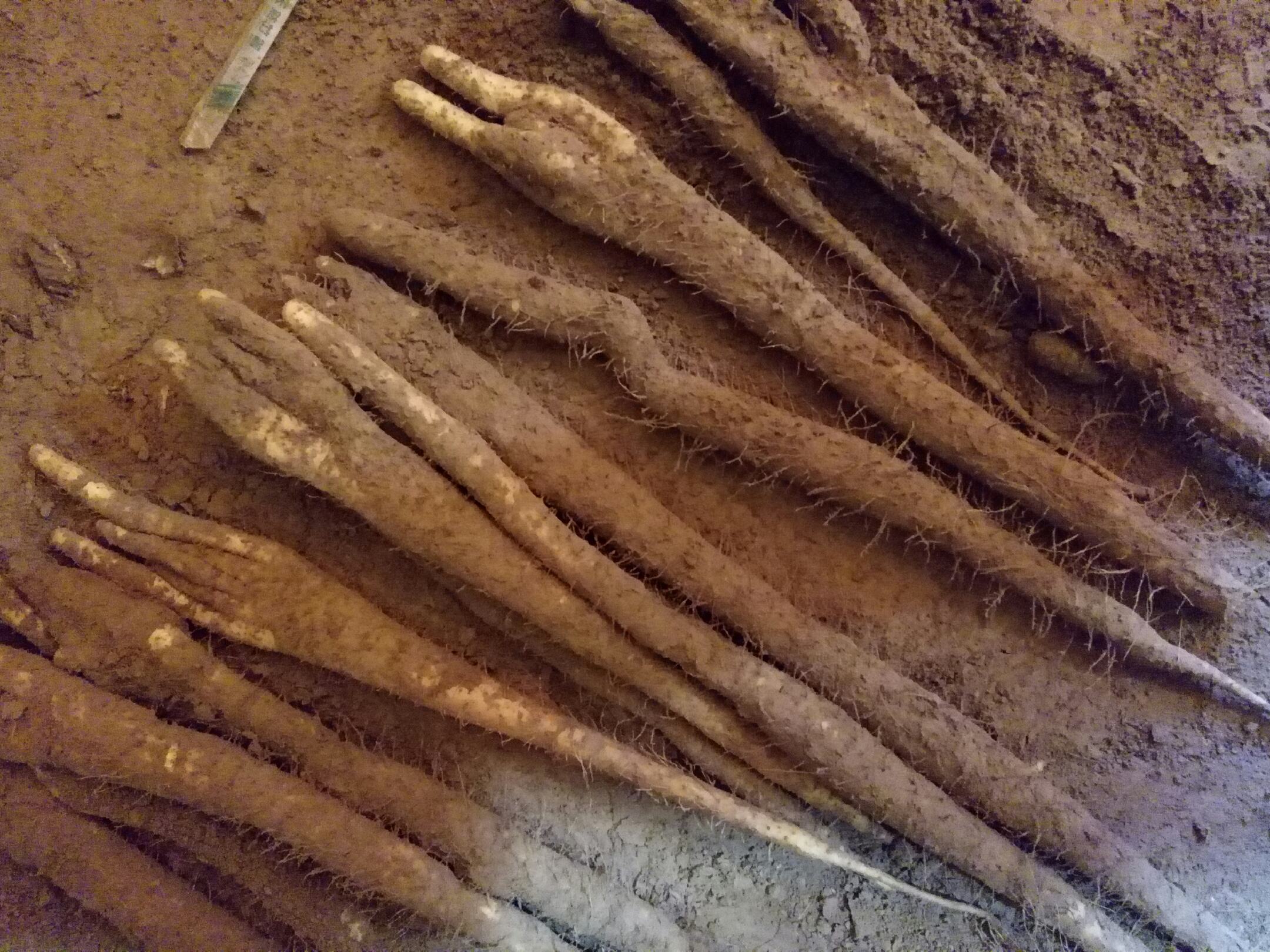 高清俯拍视角:新鲜采挖的小白嘴白山药整根实物图,长约35–45cm,直径3–5cm;表皮洁净光滑,呈象牙白底色带浅褐细纹,顶端自然收束成微翘‘小嘴’状,根须稀疏干净,无明显泥土附着,体现原生态手工采挖与即时净选工艺 小白嘴白山药整根特写图