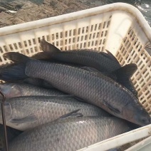 湖南常德青鱼淡水鱼产地直发货量充足一手货源量大从优