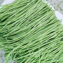 精品青芦蒿白芦蒿常年销售