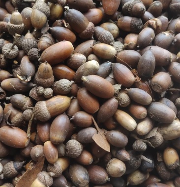 [青冈子种子批发]青冈子价格4.50元/公斤 - 一亩田