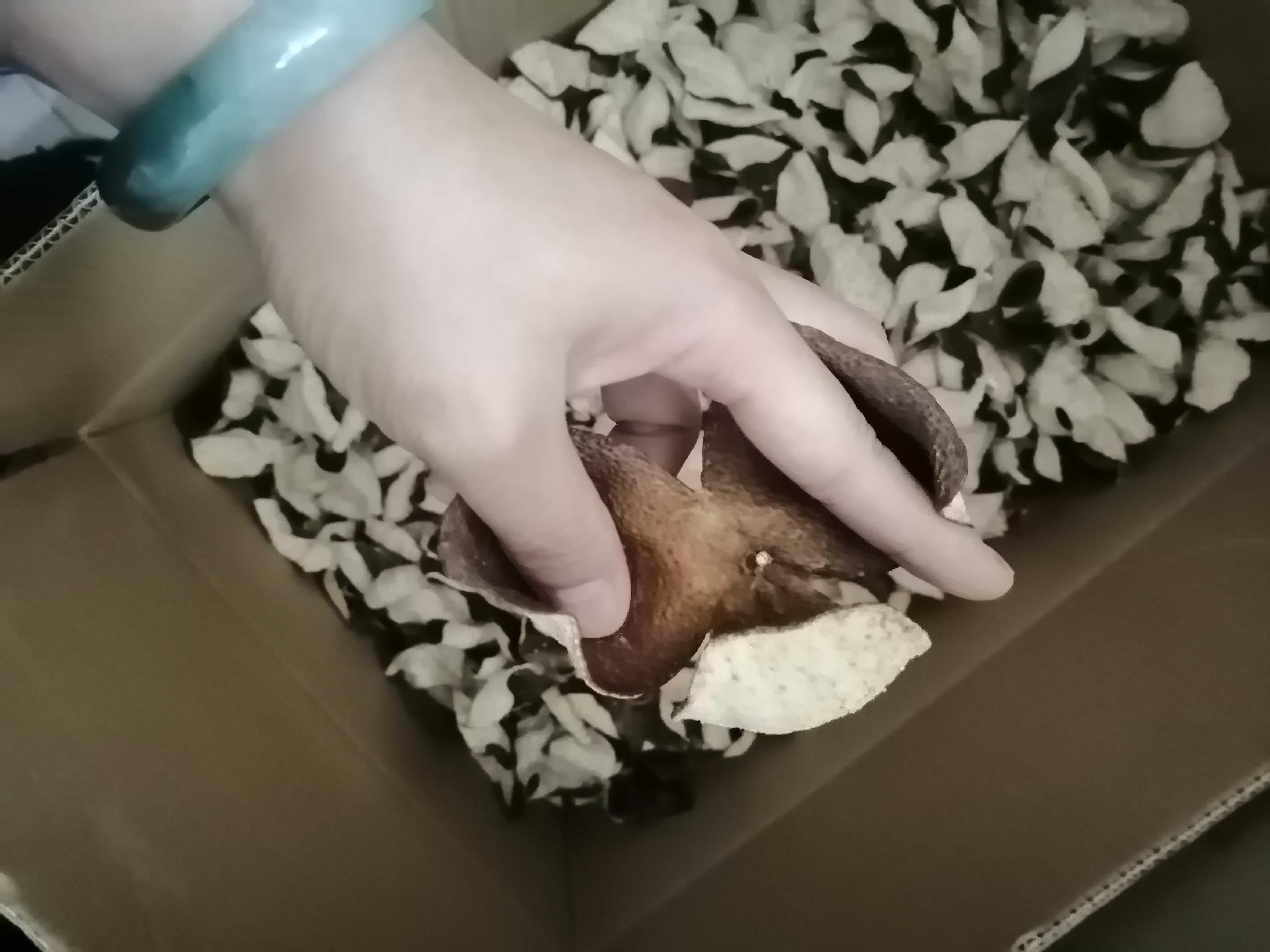 柑橘果提取物在功能性食品中的应用