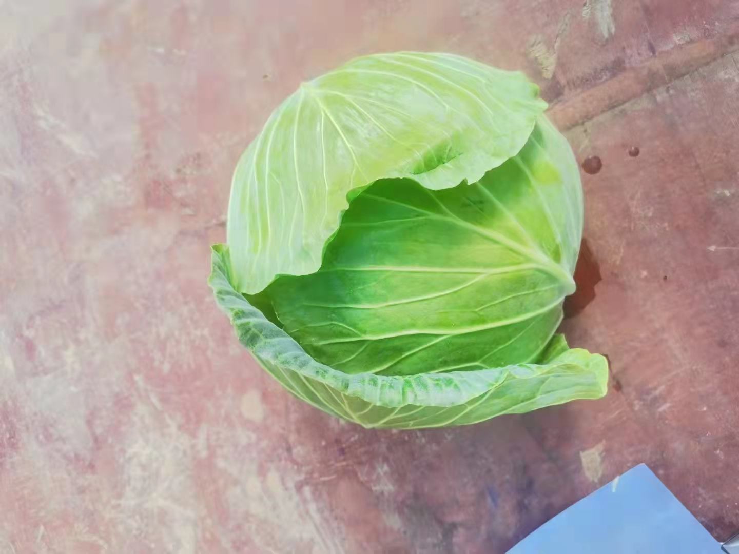 一颗新鲜的扁包菜,呈扁圆形,外叶深绿色,内层叶片紧密包裹,表面光滑有光泽,放置在木质菜板上,背景为自然光线下的厨房环境 扁包菜特写