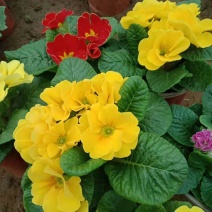 报春花盆栽四季开花花苗重瓣室外阳台室内花卉庭院植物耐寒